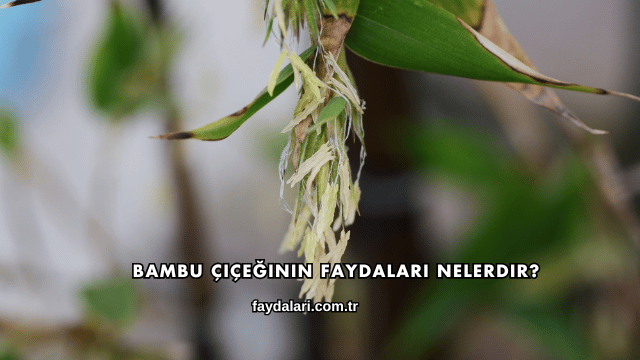 Bambu Çiçeğinin Faydaları Nelerdir?