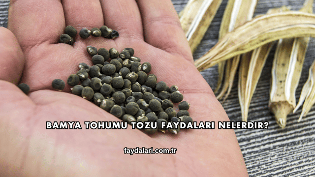 Bamya Tohumu Tozu Faydaları Nelerdir?