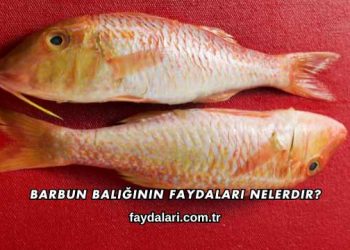 Barbun Balığının Faydaları Nelerdir?