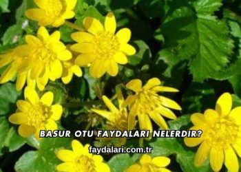 Basur Otu Faydaları Nelerdir?