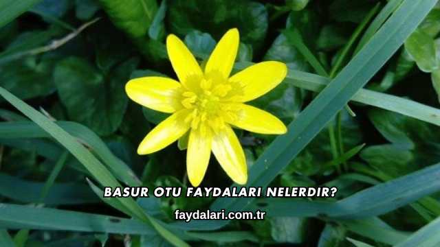 Basur Otu Faydaları Nelerdir?