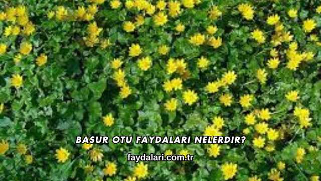 Basur Otu Faydaları Nelerdir?