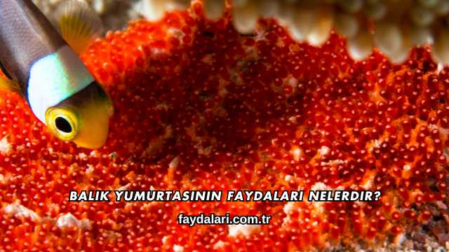 Balık Yumurtasının Faydaları Nelerdir?