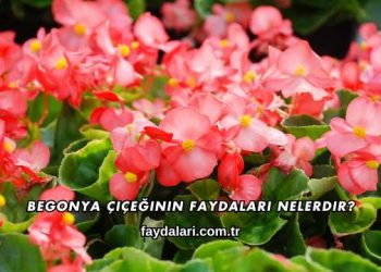 Begonya Çiçeğinin Faydaları Nelerdir?