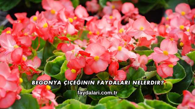 Begonya Çiçeğinin Faydaları Nelerdir?