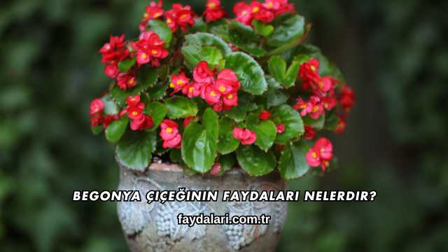 Begonya Çiçeğinin Faydaları Nelerdir?