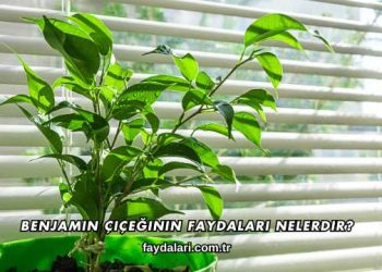 Benjamin Çiçeğinin Faydaları Nelerdir?
