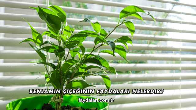 Benjamin Çiçeğinin Faydaları Nelerdir?