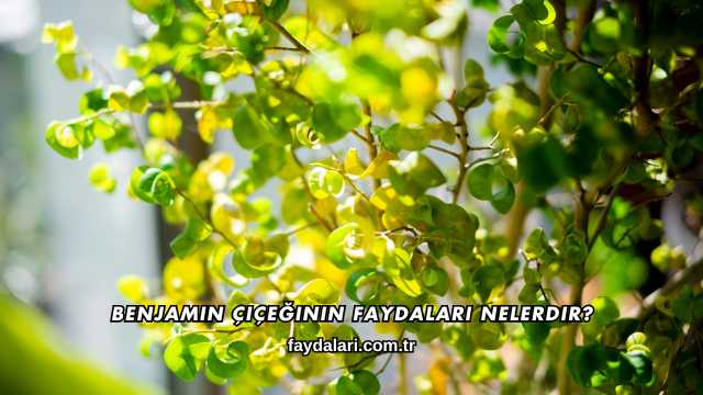 Benjamin Çiçeğinin Faydaları Nelerdir?