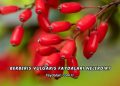 Berberis Vulgaris Faydaları Nelerdir?