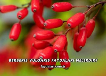 Berberis Vulgaris Faydaları Nelerdir?