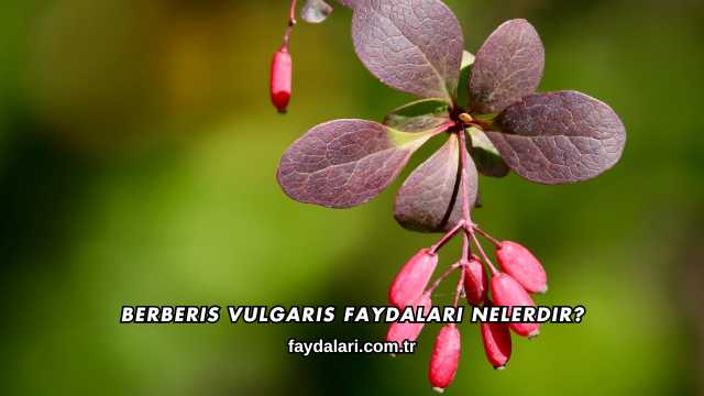 Berberis Vulgaris Faydaları Nelerdir?