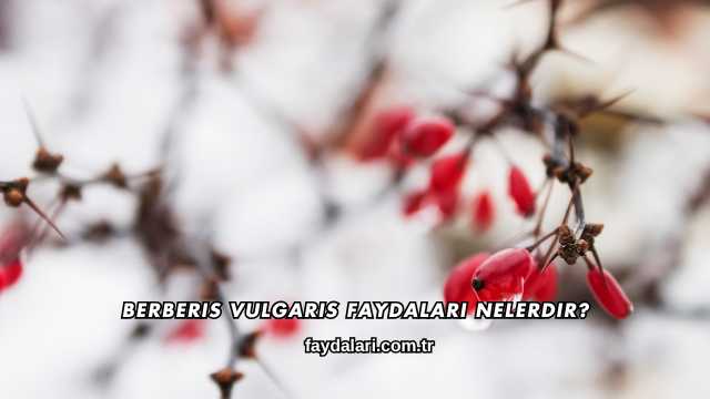 Berberis Vulgaris Faydaları Nelerdir?