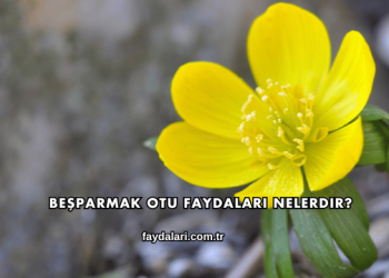 Beşparmak Otu Faydaları Nelerdir?