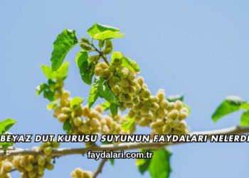 Beyaz Dut Kurusu Suyunun Faydaları Nelerdir?