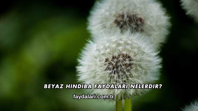 Beyaz Hindiba Faydaları Nelerdir?