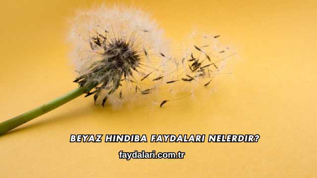 Beyaz Hindiba Faydaları Nelerdir?