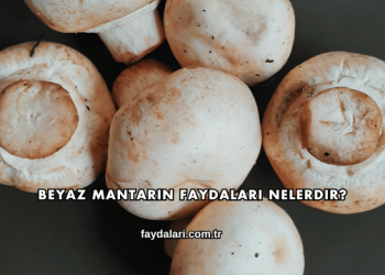 Beyaz Mantarın Faydaları Nelerdir?