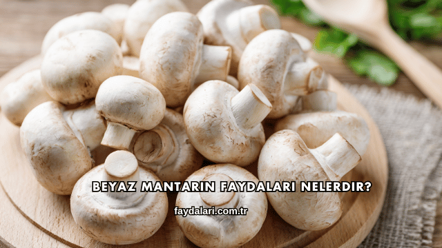 Beyaz Mantarın Faydaları Nelerdir?