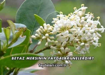Beyaz Mersinin Faydaları Nelerdir?