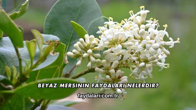 Beyaz Mersinin Faydaları Nelerdir?