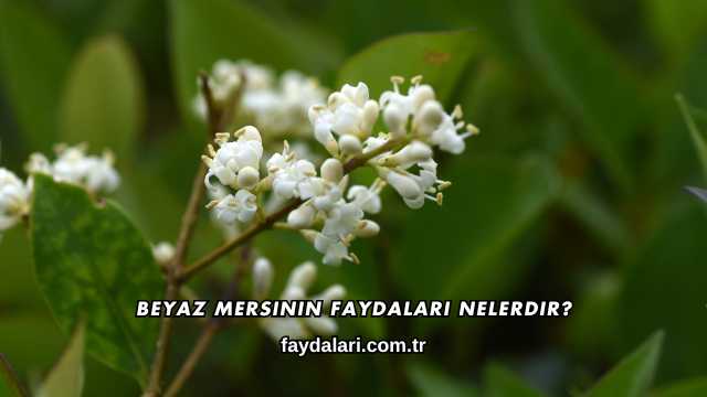 Beyaz Mersinin Faydaları Nelerdir?