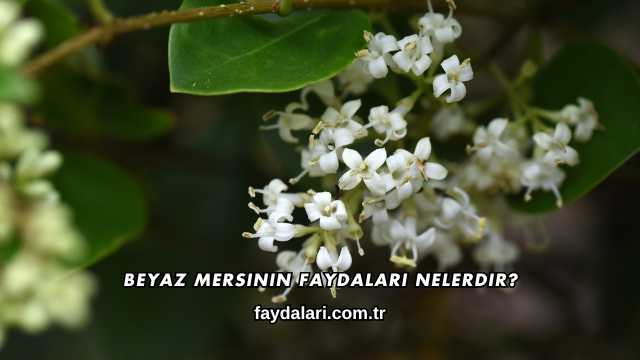 Beyaz Mersinin Faydaları Nelerdir?