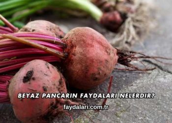 Beyaz Pancarın Faydaları Nelerdir?
