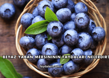 Beyaz Yaban Mersininin Faydaları Nelerdir?