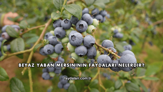 Beyaz Yaban Mersininin Faydaları Nelerdir?