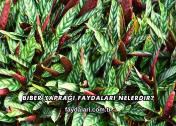 Biber Yaprağı Faydaları Nelerdir?