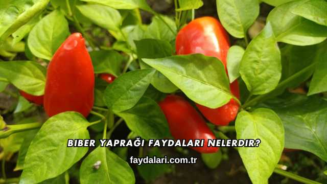 Biber Yaprağı Faydaları Nelerdir?