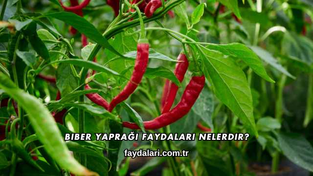 Biber Yaprağı Faydaları Nelerdir?