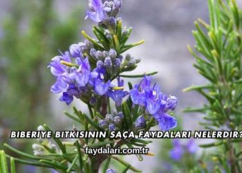 Biberiye Bitkisinin Saça Faydaları Nelerdir?