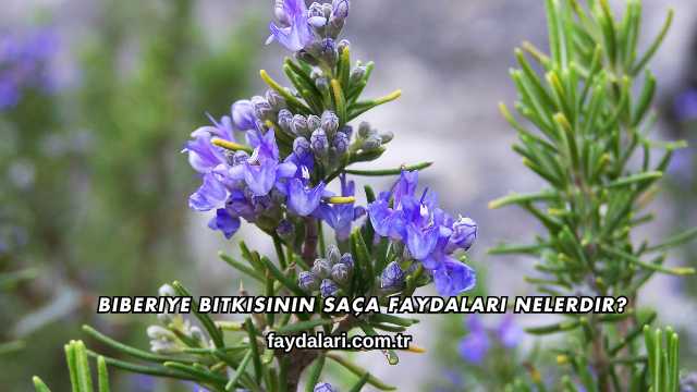 Biberiye Bitkisinin Saça Faydaları Nelerdir?