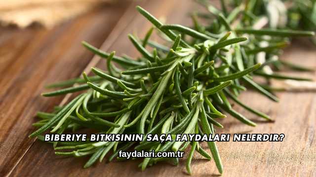 Biberiye Bitkisinin Saça Faydaları Nelerdir?