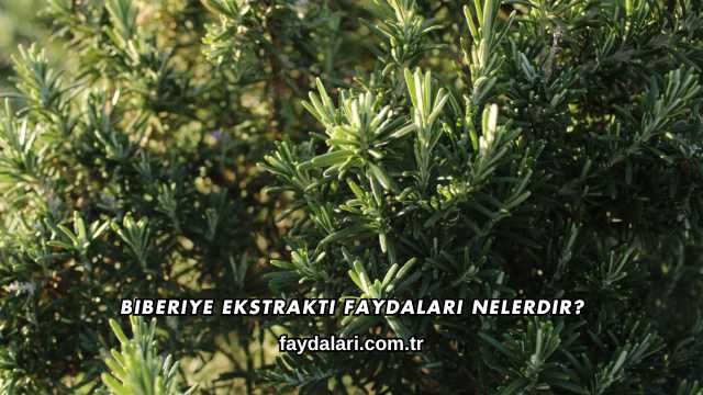 Biberiye Ekstraktı Faydaları Nelerdir?