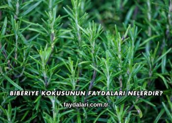 Biberiye Kokusunun Faydaları Nelerdir?