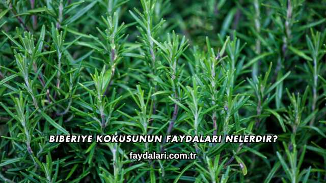 Biberiye Kokusunun Faydaları Nelerdir?