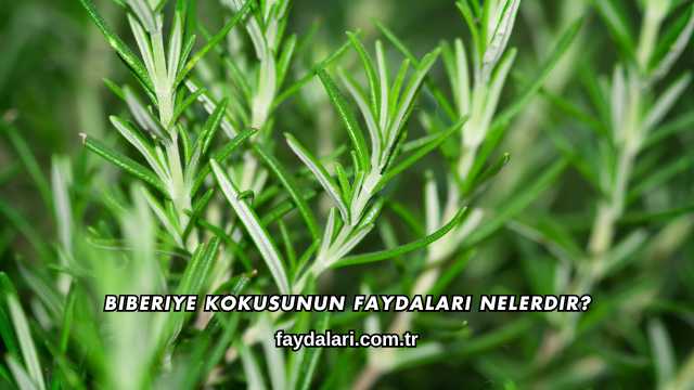 Biberiye Kokusunun Faydaları Nelerdir?