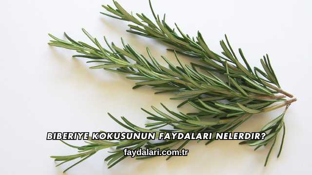 Biberiye Kokusunun Faydaları Nelerdir?