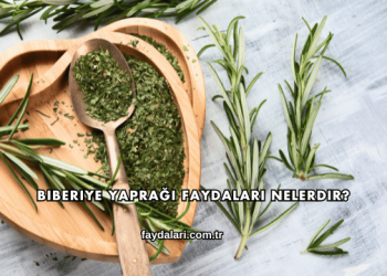 Biberiye Yaprağı Faydaları Nelerdir?