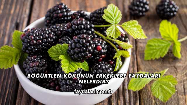 Böğürtlen Kökünün Erkeklere Faydaları Nelerdir?