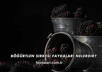 Böğürtlen Sirkesi Faydaları Nelerdir?