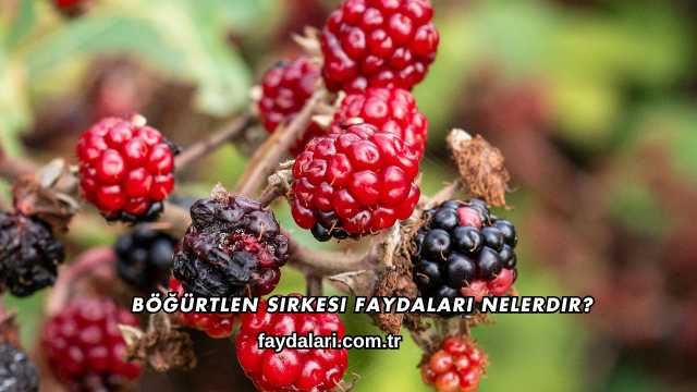 Böğürtlen Sirkesi Faydaları Nelerdir?
