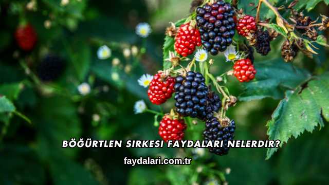 Böğürtlen Sirkesi Faydaları Nelerdir?