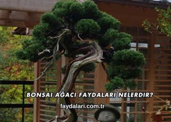 Bonsai Ağacı Faydaları Nelerdir?