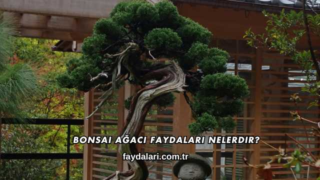 Bonsai Ağacı Faydaları Nelerdir?