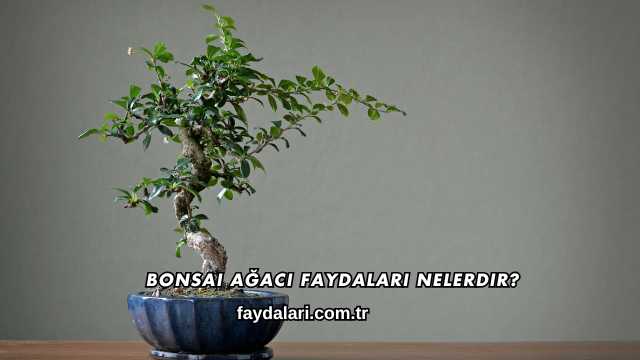 Bonsai Ağacı Faydaları Nelerdir?