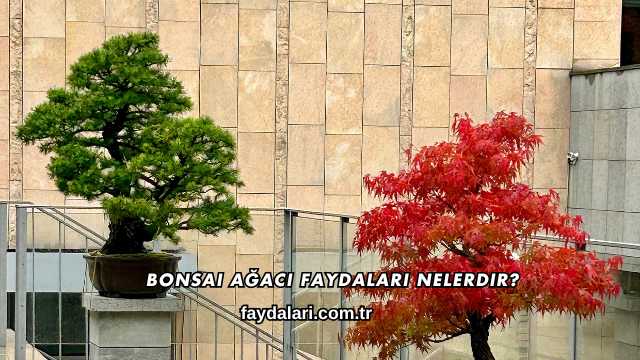Bonsai Ağacı Faydaları Nelerdir?